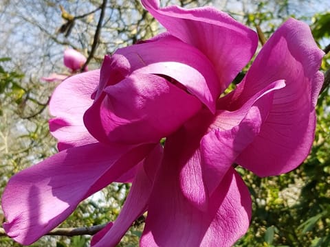 Magnolia campbellii 'Lanarth'