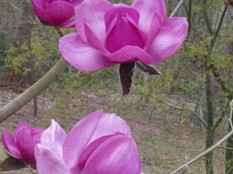 Magnolia 'Charisma'