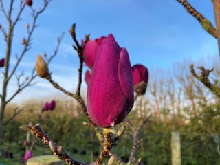 Close-up of a Magnolia 'Cleopatra' flower bud, deep red-purple and velvety, on a bare branch with more buds against a blue sky.