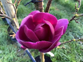 Magnolia 'Cleopatra' flower, a deep magenta-purple goblet bloom dusted with dew, on a bare stem beside a stake and potted plants.
