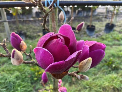 Magnolia 'Cleopatra'