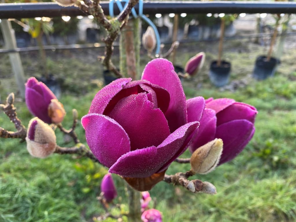 Magnolia 'Cleopatra' flower, a deep magenta-purple goblet bloom dusted with dew, beside furry buds on bare branches in a nursery.