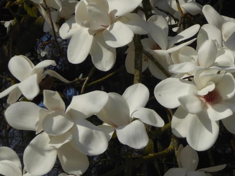 Magnolia 'David Clulow'