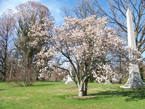 Magnolia denudata 'Gere'