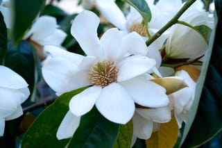 Michelia doltsopa (Temple Magnolia) with open white flowers showing a pale golden centre, surrounded by glossy dark green leaves and brown-tan buds.
