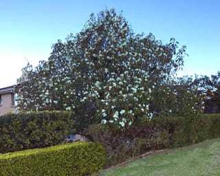 Michelia doltsopa (Temple Magnolia), a pyramidal evergreen tree covered in cream-white flowers, growing behind clipped hedges beside a lawn and brick house.