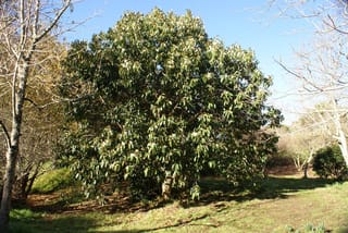 Michelia doltsopa (Temple Magnolia), a mature evergreen tree with a dense rounded crown of glossy green leaves, growing on grass beside bare deciduous trees.