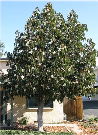Michelia doltsopa (Temple Magnolia), a mature evergreen tree with a single grey trunk, dark green leaves and scattered cream-white flowers, growing beside a house.