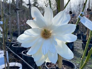 Michelia doltsopa 'Silver Cloud' (Temple Magnolia) with a large open white flower and golden centre, on a green stem among potted nursery plants.