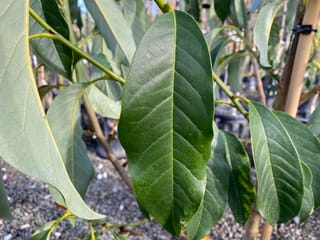 Michelia doltsopa 'Silver Cloud' (Temple Magnolia) foliage, with large glossy dark green leaves showing a pale midrib, staked in a nursery gravel yard.