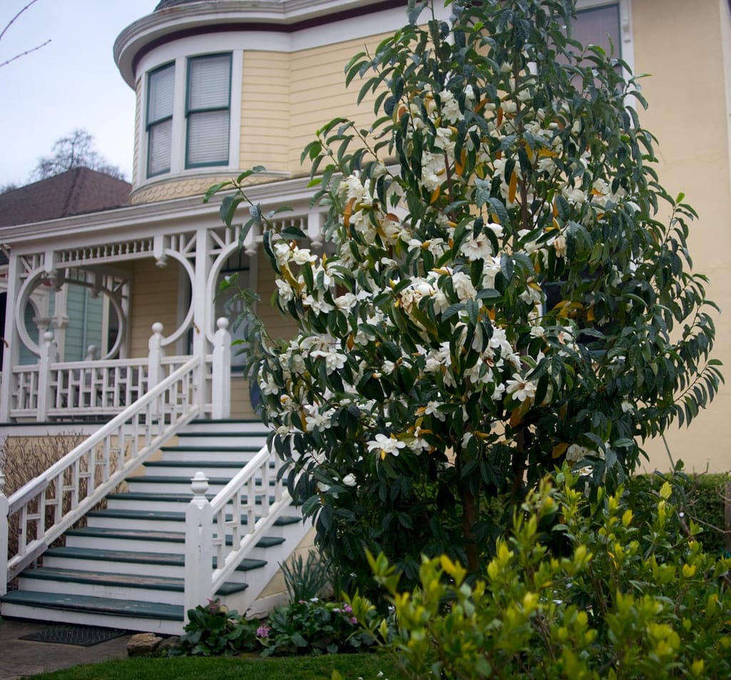 Michelia doltsopa 'Silver Cloud' (Temple Magnolia), an upright evergreen tree covered in cream-white flowers and glossy dark leaves, growing beside a yellow house with white porch stairs.