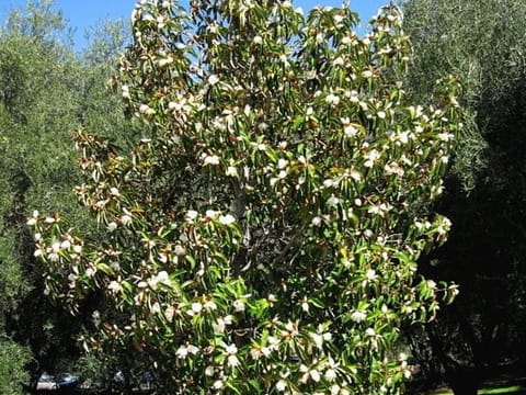 Michelia doltsopa