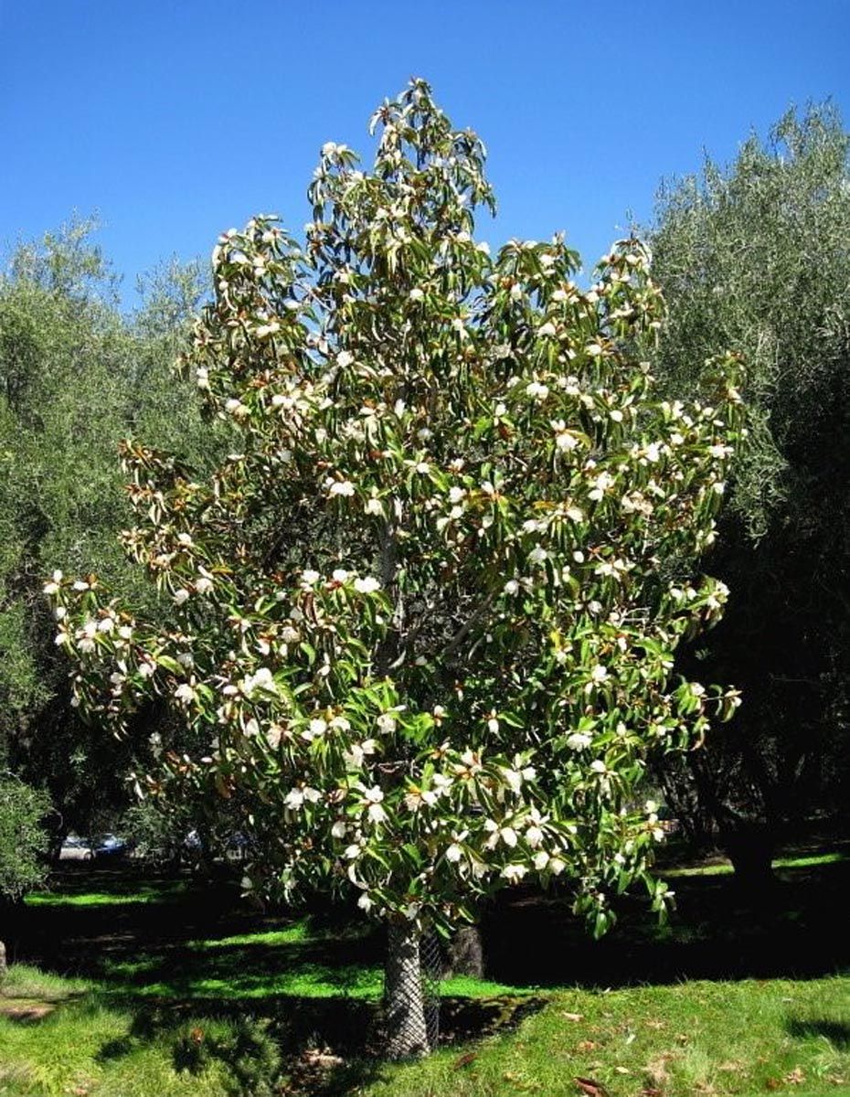 Michelia doltsopa (Temple Magnolia) tree in full bloom, with cream-white flowers among glossy green leaves, growing on a lawn beneath a blue sky.