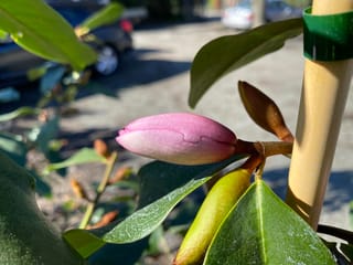 Michelia 'Fairy Blush' (Fairy Magnolia) with a closed pink flower bud among glossy green leaves, beside a bamboo stake with a green tie.