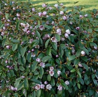 Michelia 'Fairy Blush' (Fairy Magnolia) shrub covered in pale lilac-pink flowers and buds among glossy green leaves, with lawn behind.