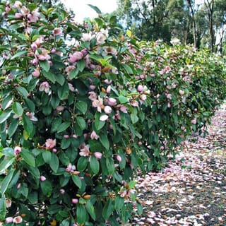 Michelia 'Fairy Blush' (Fairy Magnolia) growing as a dense hedge with pale pink flowers and dark green leaves, petals scattered along the path.