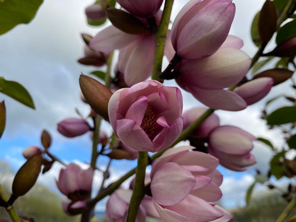 Michelia 'Fairy Blush' (Fairy Magnolia) with pink flowers and buds opening along green stems, seen from below against a blue and cloudy sky.