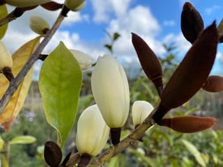 Michelia 'Fairy Cream' (Fairy Magnolia) branch with cream flower buds, furry brown bud casings and green leaves against a blue sky.