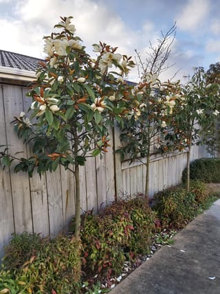 Michelia 'Fairy Cream' (Fairy Magnolia) trees flowering with cream blooms, planted in a row along a timber fence above red-tinged shrubs.