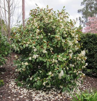 Michelia 'Fairy Cream' (Fairy Magnolia), a dense evergreen shrub covered in cream flowers, with fallen petals scattered over bark mulch in a garden bed.