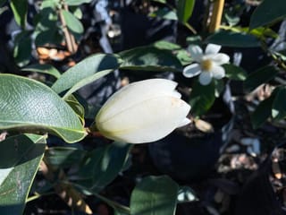 Michelia 'Fairy White' (Fairy Magnolia) with a creamy-white flower bud in focus and an open white flower behind, among glossy dark green leaves.