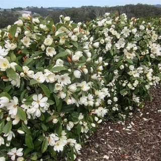 Michelia 'Fairy White' (Fairy Magnolia) hedge covered in creamy-white flowers and buds against dark green leaves, beside a bark-mulched path.