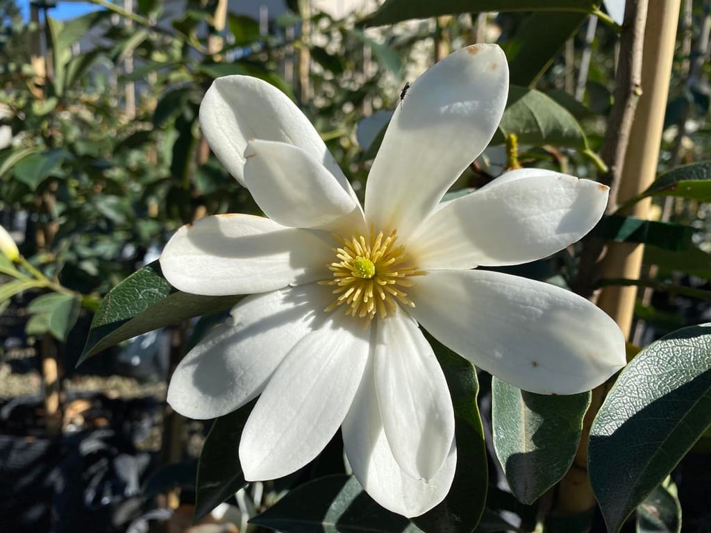 Michelia 'Fairy White' (Fairy Magnolia) in flower, with a wide open white bloom of broad petals and a yellow-green centre among dark green leaves.