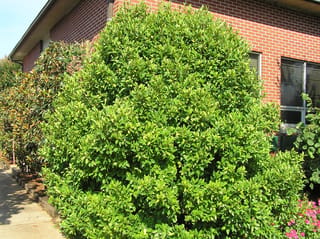 Michelia figo (Port Wine Magnolia) as a large, dense, rounded evergreen shrub with glossy bright green foliage, growing beside a red brick building and footpath.