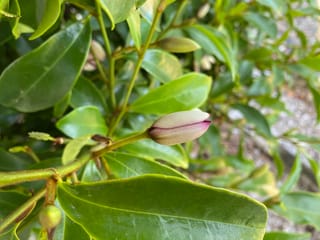 Michelia figo (Port Wine Magnolia) branch with a closed cream and purple-edged flower bud among glossy green leaves and smaller buds.
