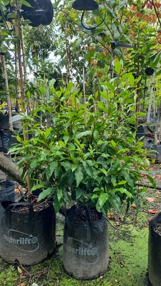Michelia figo (Port Wine Magnolia) shrub in a black planter bag, with dense glossy green leaves, at a nursery among staked trees.