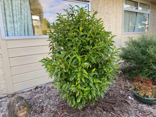 Michelia figo (Port Wine Magnolia), a dense, rounded evergreen shrub with glossy green leaves, growing in bark mulch beside a house wall.