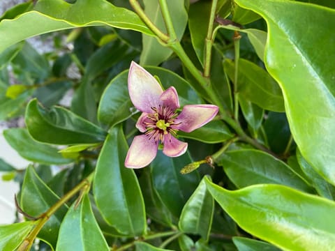 Michelia figo