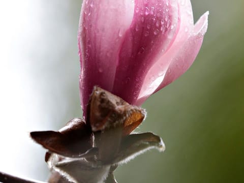 Magnolia 'Forrest's Pink'