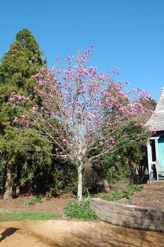 Magnolia 'Galaxy' tree in full bloom, its bare branches covered in pink-purple flowers, standing beside a low stone wall and conifers.