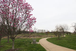 Magnolia 'Galaxy' in flower on bare branches, with pink-purple blooms, beside a curving path, park bench and grassy lawn.