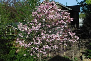 Magnolia 'Galaxy' in full bloom, a small upright tree covered in pink star-shaped flowers on bare branches, in a garden beside a woven fence and brick house.