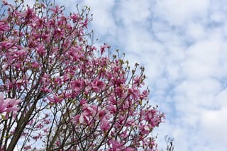 Magnolia 'Galaxy' in full bloom, its bare branches covered in pink-purple tulip-shaped flowers against a pale blue sky with soft white clouds.