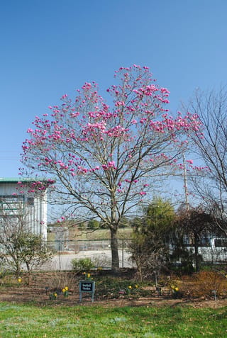 Magnolia 'Galaxy' tree in full bloom on bare branches, covered in pink-purple flowers against a clear blue sky, with daffodils in the garden bed below.
