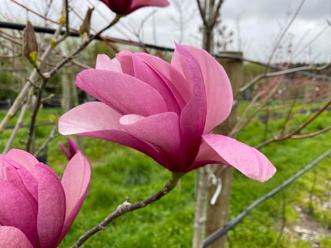 Magnolia 'Galaxy'