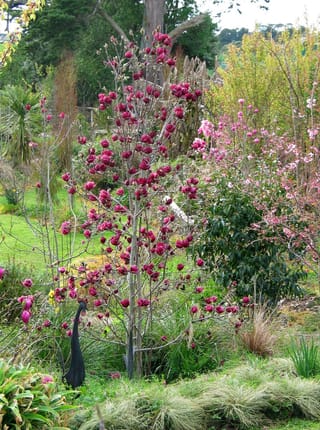 Magnolia 'Genie' (magnolia), a slender young tree with bare branches covered in deep burgundy-purple flowers, growing in a garden with grasses.