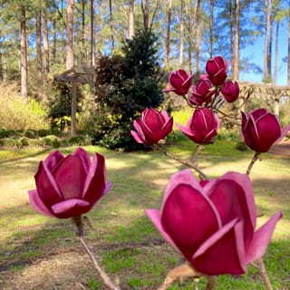 Magnolia 'Genie' with deep burgundy-purple goblet-shaped flowers on bare branches, set in a sunny garden with a timber pergola behind.