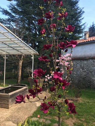 Magnolia 'Genie' with deep burgundy-purple flowers on a slender young tree in a garden, beside a stone wall, a pond and a large conifer.