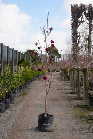 Magnolia 'Genie' (magnolia), a young upright tree in a black planter bag with deep burgundy flowers on bare branches, on a nursery path.