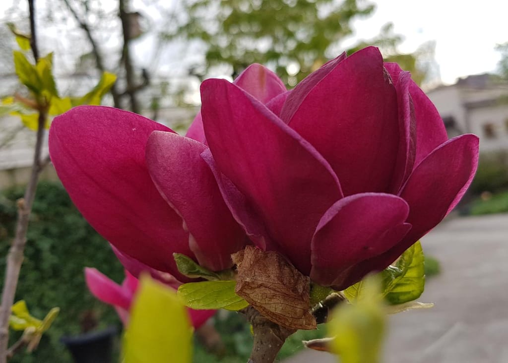 Close-up of a Magnolia 'Genie' flower with deep burgundy-purple petals, surrounded by fresh green leaves, on a bare branch in a garden.