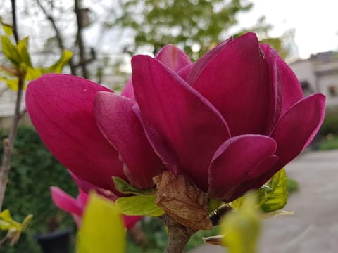Magnolia 'Genie'