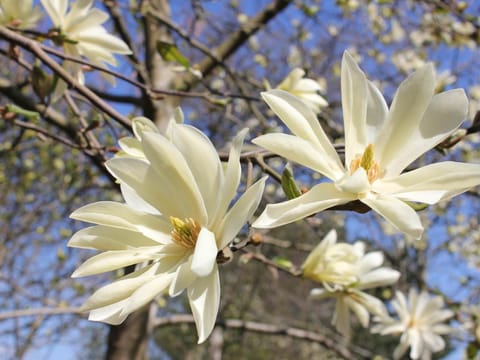 Magnolia 'Gold Star'