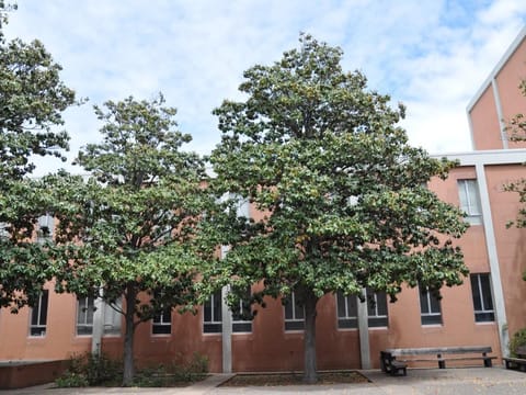 Magnolia grandiflora 'Blanchard'