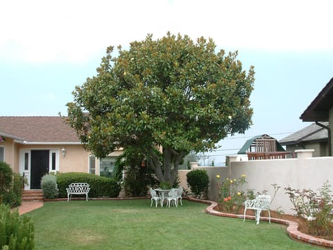 Magnolia grandiflora 'Ferruginea'