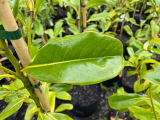 Magnolia grandiflora 'Jade Emperor' (Evergreen Magnolia) glossy green leaf with pale midrib, on a young potted tree tied to a bamboo stake.