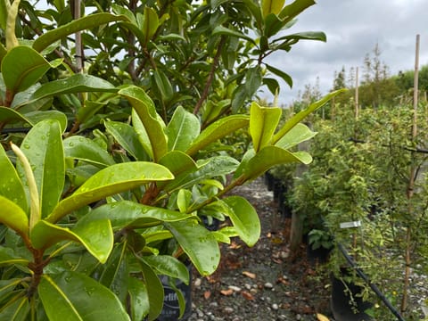 Magnolia grandiflora 'Jade Emperor'